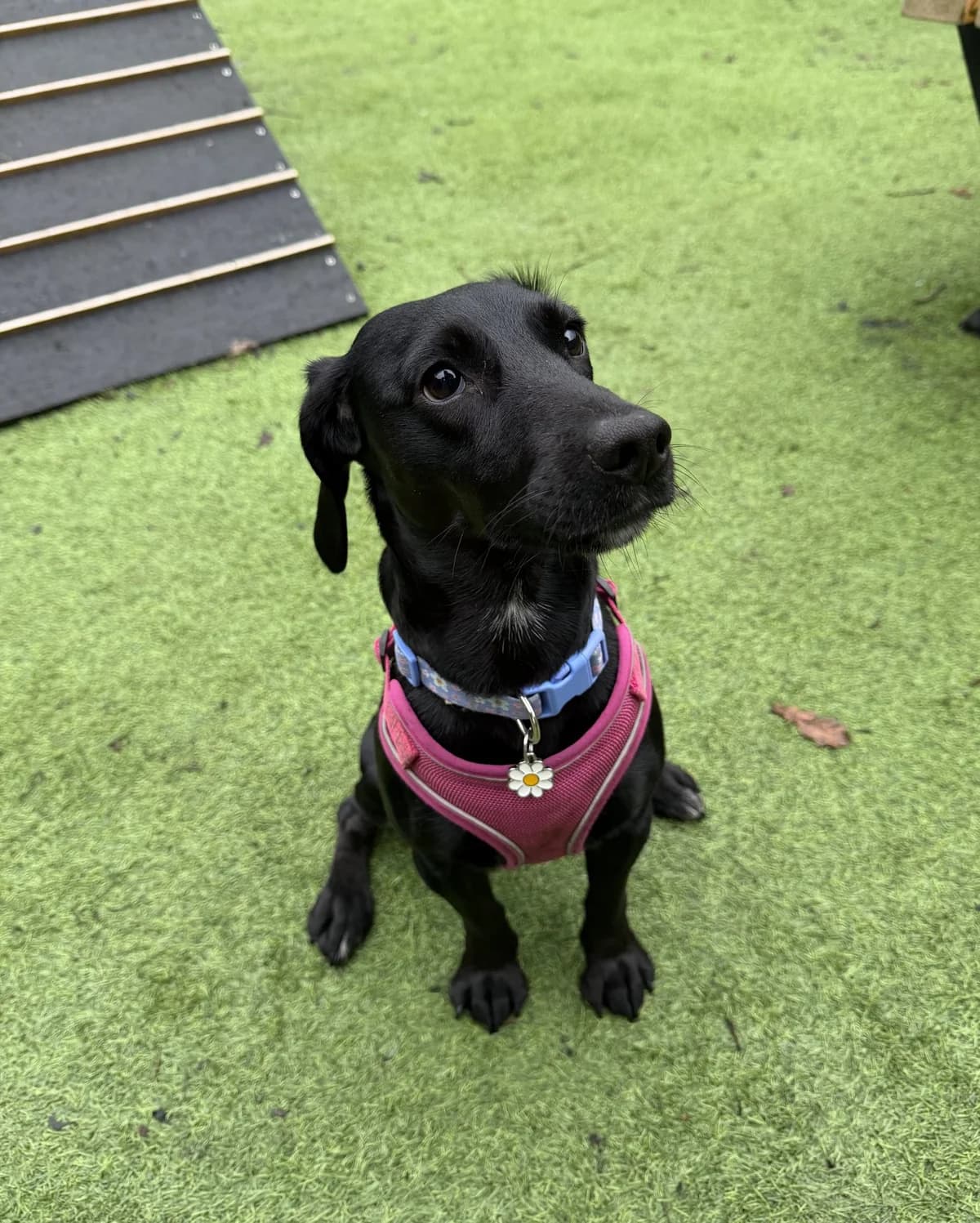 Meeka – 3 year old Female, female mixed breed for adoption at Rain Rescue