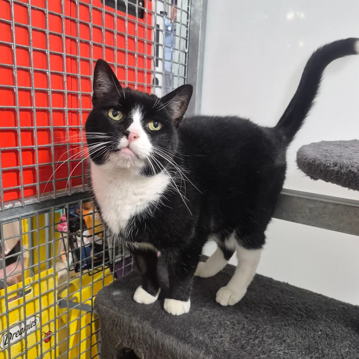 Eva- 6 Year Old Female, female Mixed Breed Cat for adoption at Rain Rescue