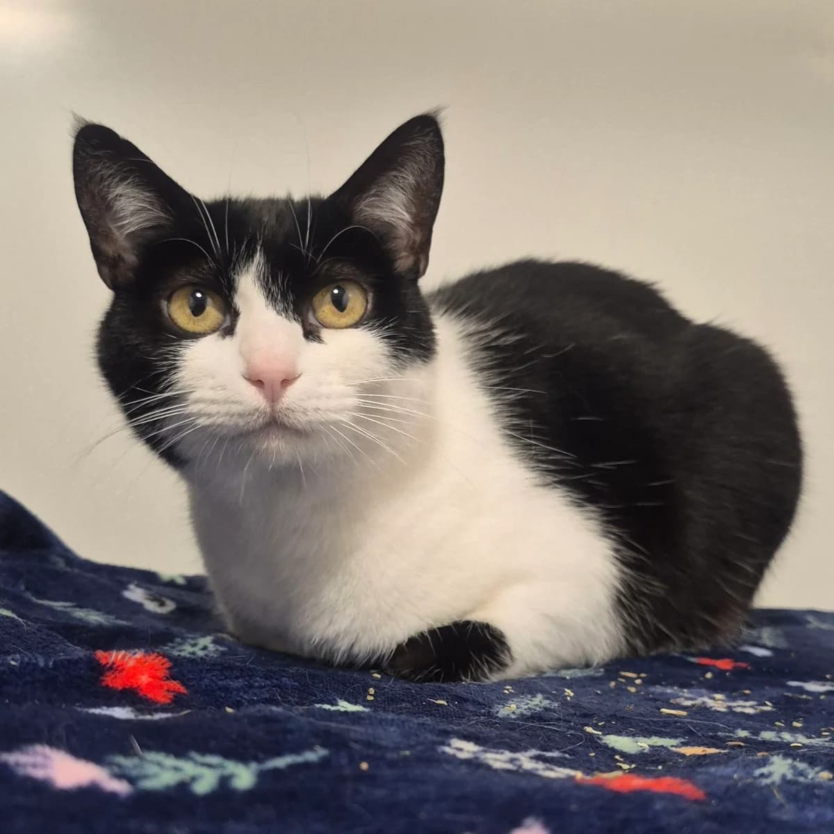 Ragnor- 3 Year Old Female, female Mixed Breed Cat for adoption at Rain Rescue