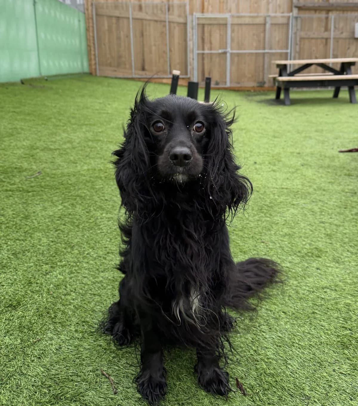 Ralph – 2 year old Male, male Cocker Spaniel for adoption at Rain Rescue