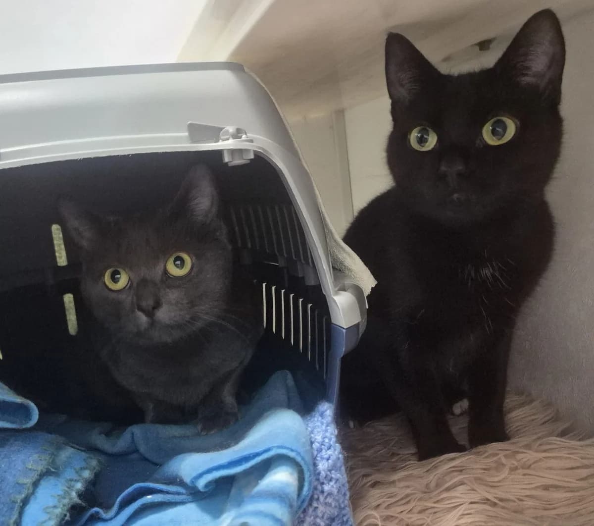 Angel and Twinkle 1 Year Old Females, female Mixed Breed Cat for adoption at Rain Rescue