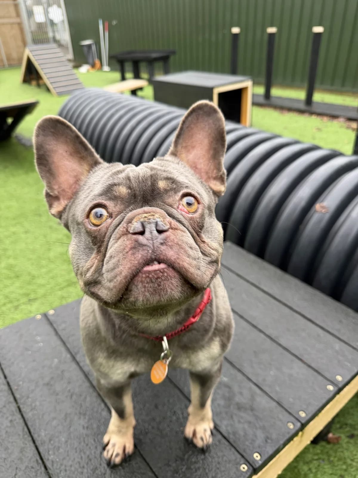 Arthur – 5 year old Male – RESERVED, male English Bulldog for adoption at Rain Rescue