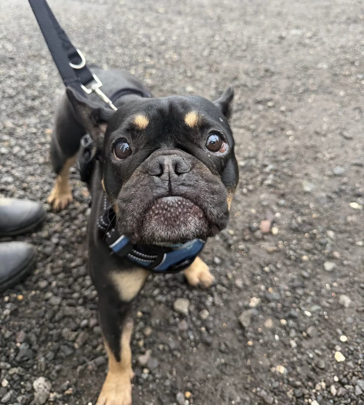 Polly – 5 year old Female – AVAILABLE SOON, female English Bulldog for adoption at Rain Rescue