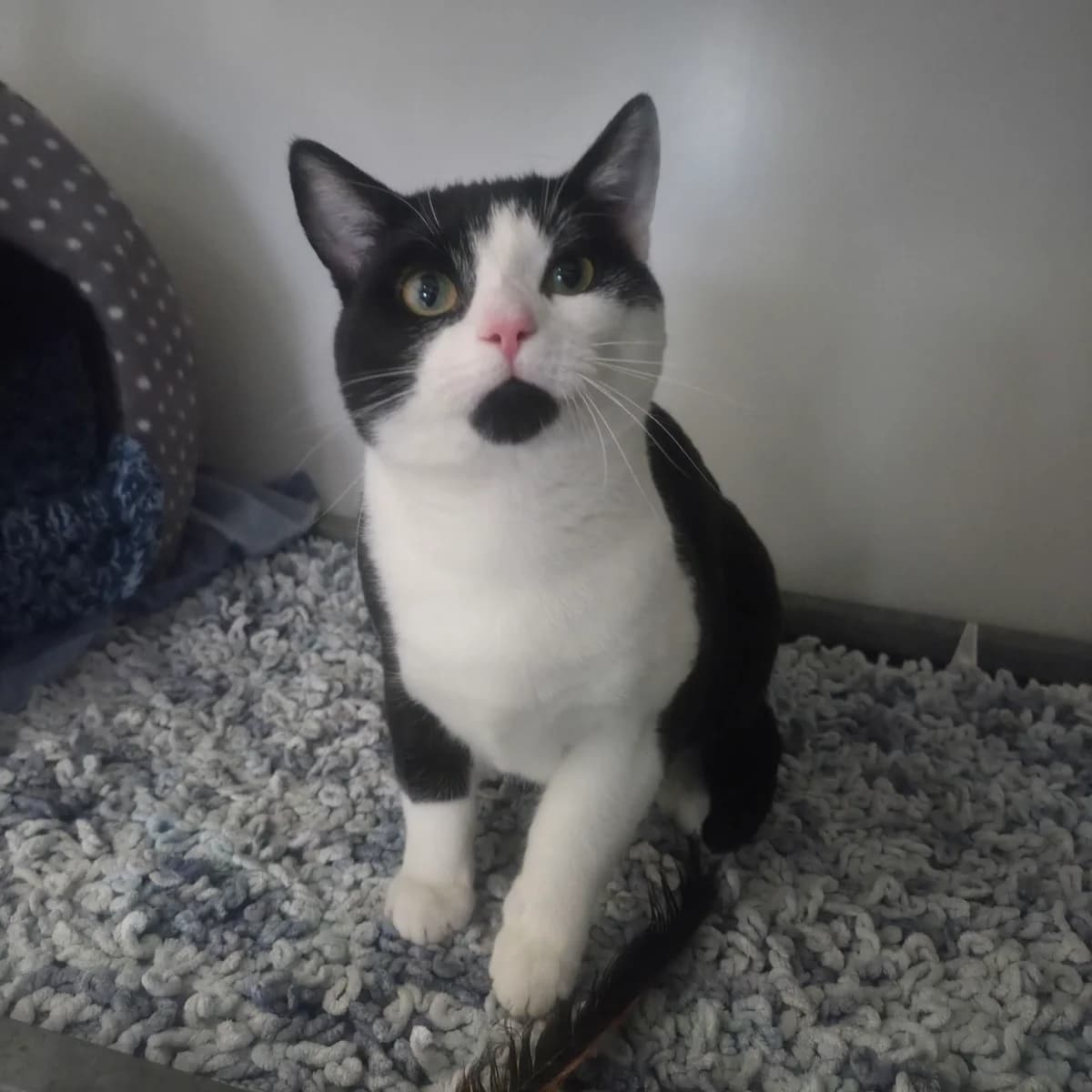 Keith- 1 Year Old Male, male Mixed Breed Cat for adoption at Rain Rescue