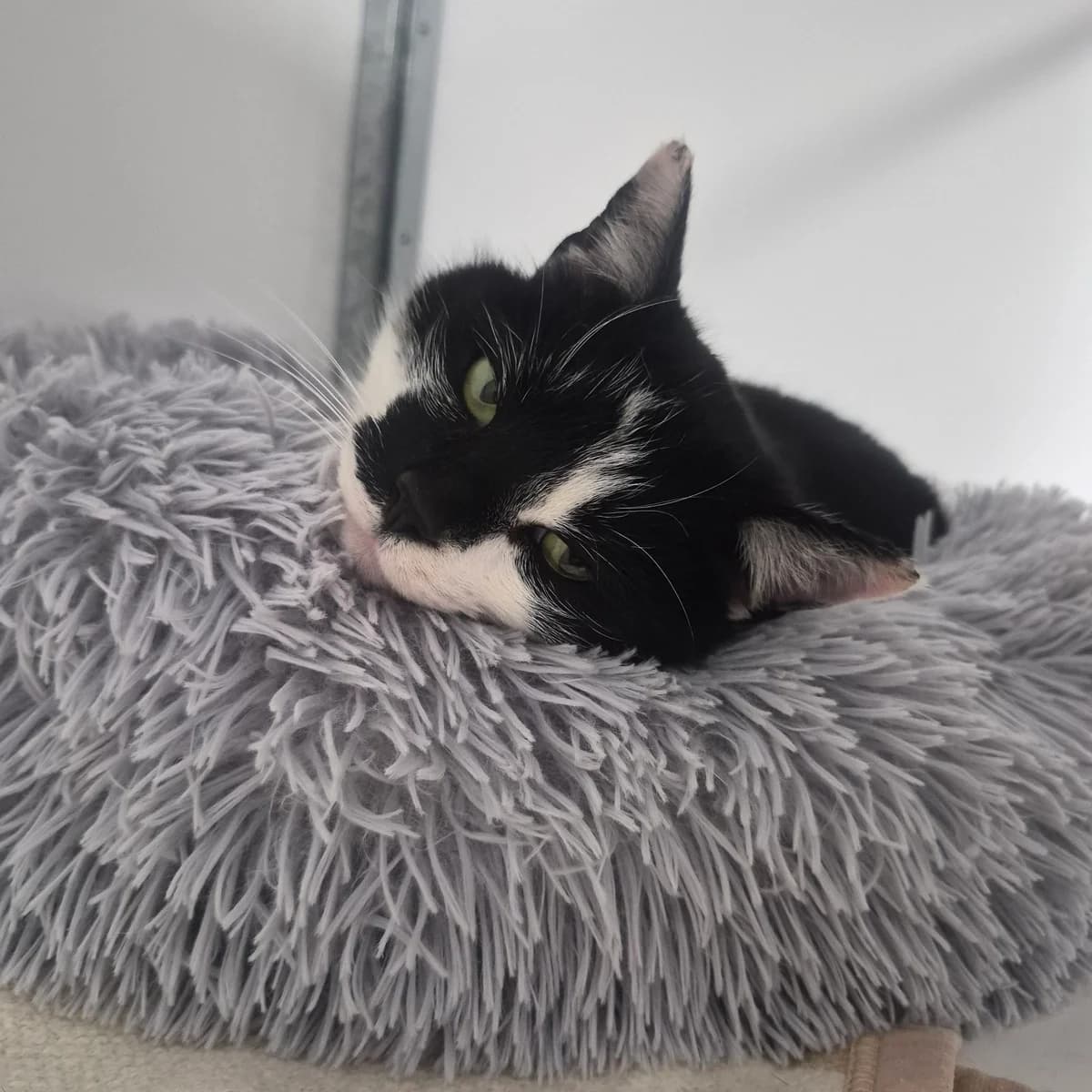 Tom- 4 Year Old Male, female Mixed Breed Cat for adoption at Rain Rescue