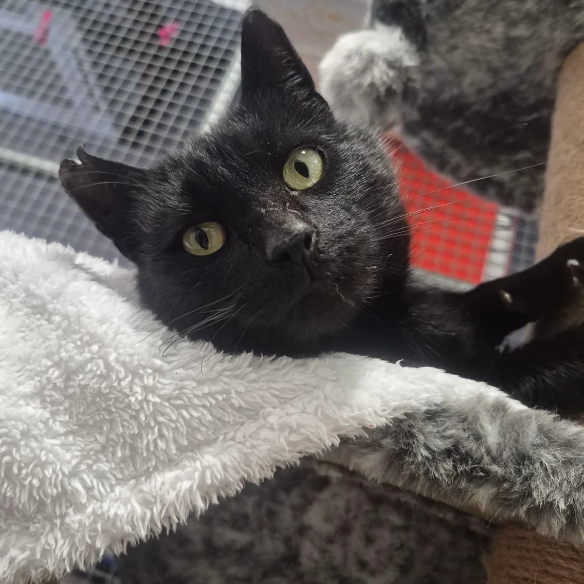 Jerry- 4 Year Old Male, female Mixed Breed Cat for adoption at Rain Rescue