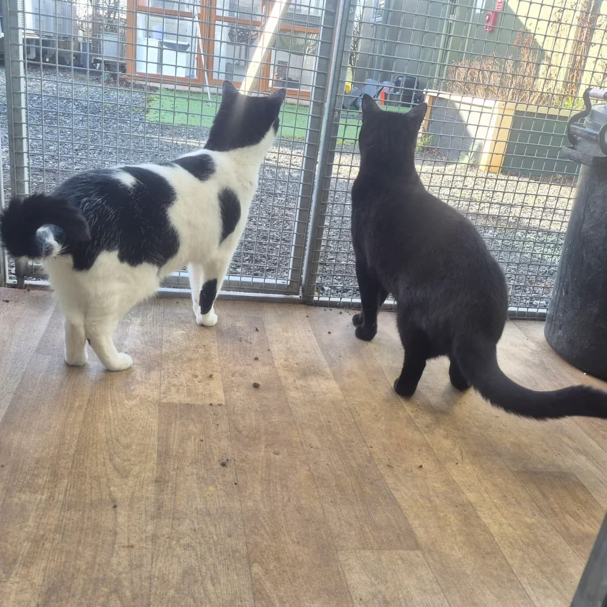 Phantom and Shadow 4 Year Old Males, Mixed Breed Cat (Rain Rescue)