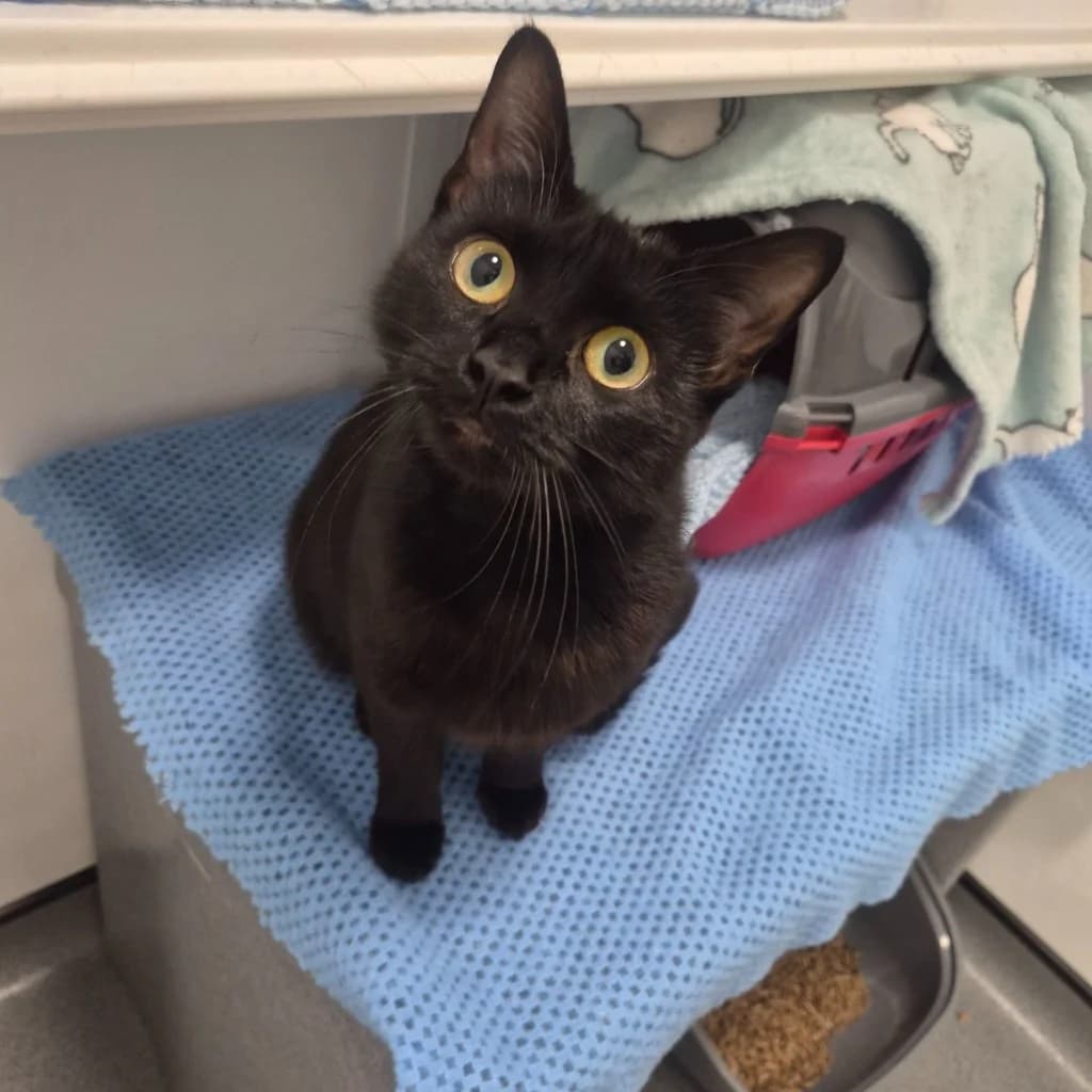 Mary- 1 Year Old Female, female Mixed Breed Cat for adoption at Rain Rescue