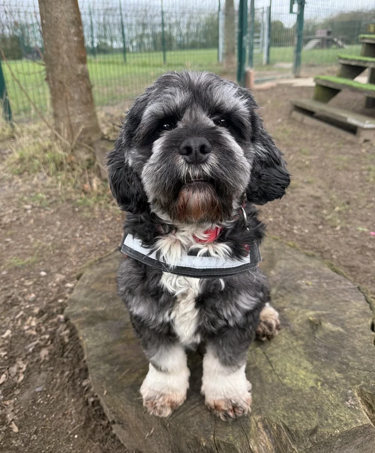 Bear – 4 year old Male – RESERVED, male Cockapoo for adoption at Rain Rescue