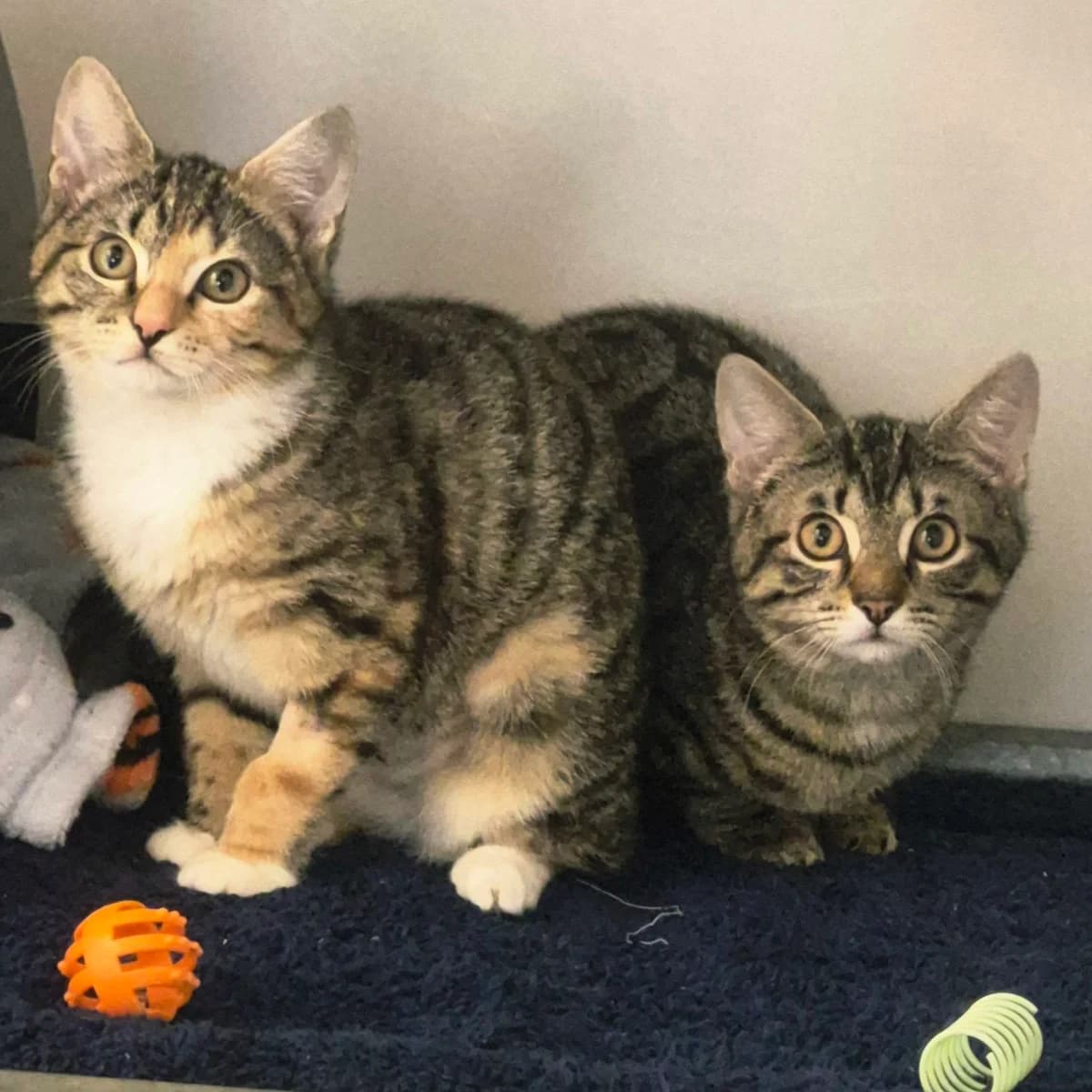 Jimmy and Ginny- 16 Week Old Male and Female, female Mixed Breed Cat for adoption at Rain Rescue