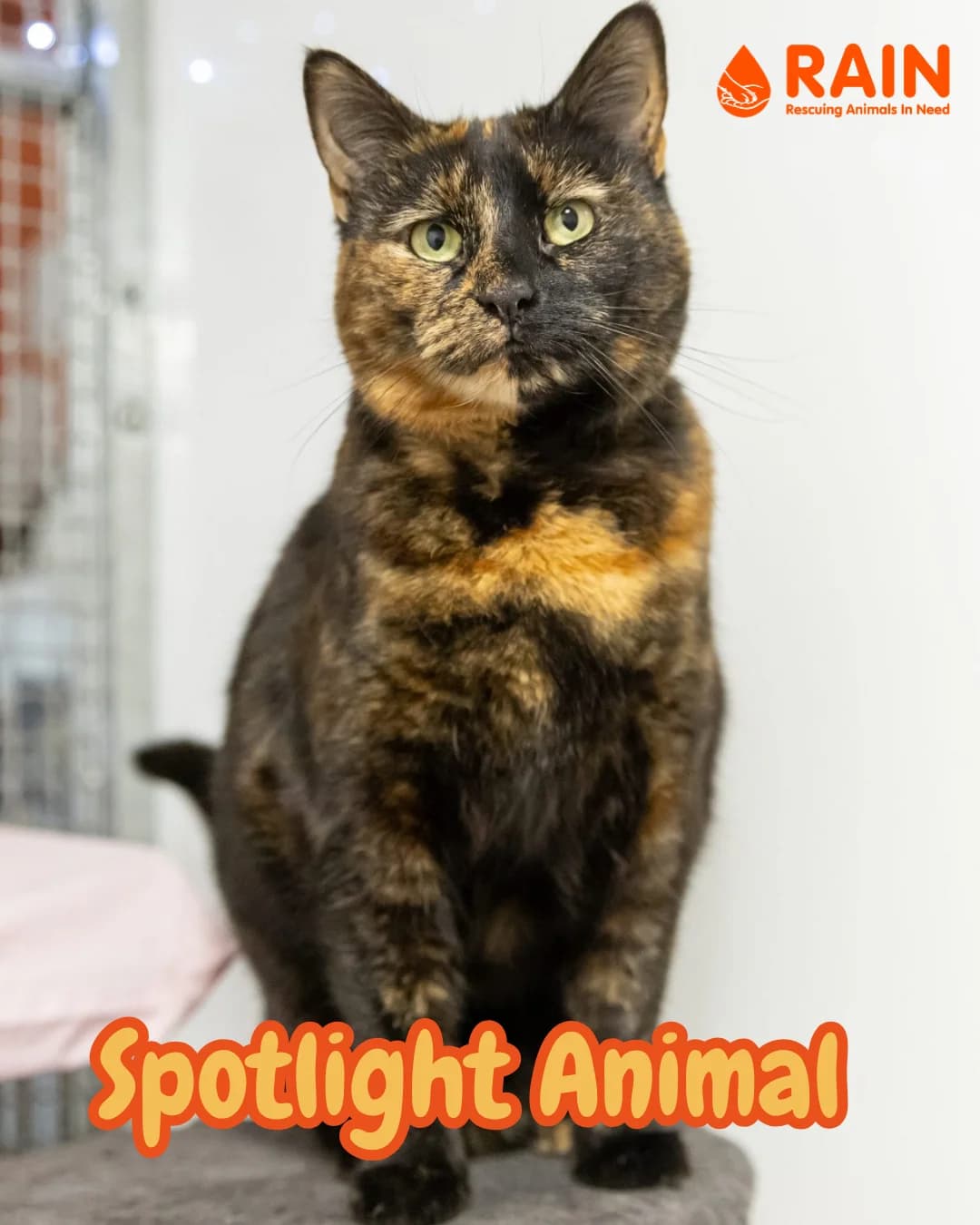 Bella Boo- 6 Year Old Female – Spotlight Animal, female Mixed Breed Cat for adoption at Rain Rescue
