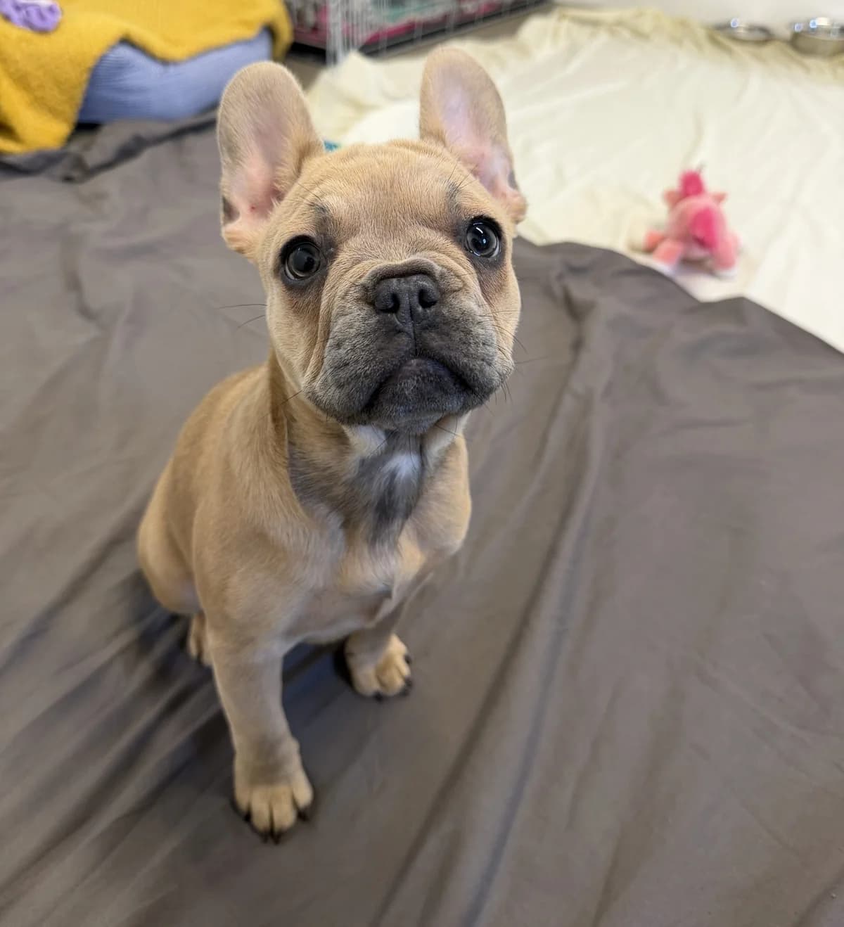 Margot – 16 week old Female, female puppy English Bulldog for adoption at Rain Rescue