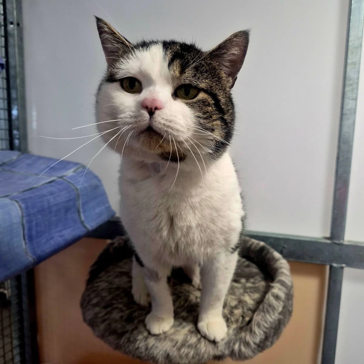 Kiro- 3 Year Old Male, male British Shorthair for adoption at Rain Rescue