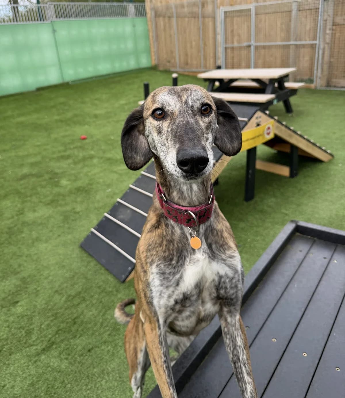 Elsie – 5 year old Female (RESERVED), female Greyhound for adoption at Rain Rescue