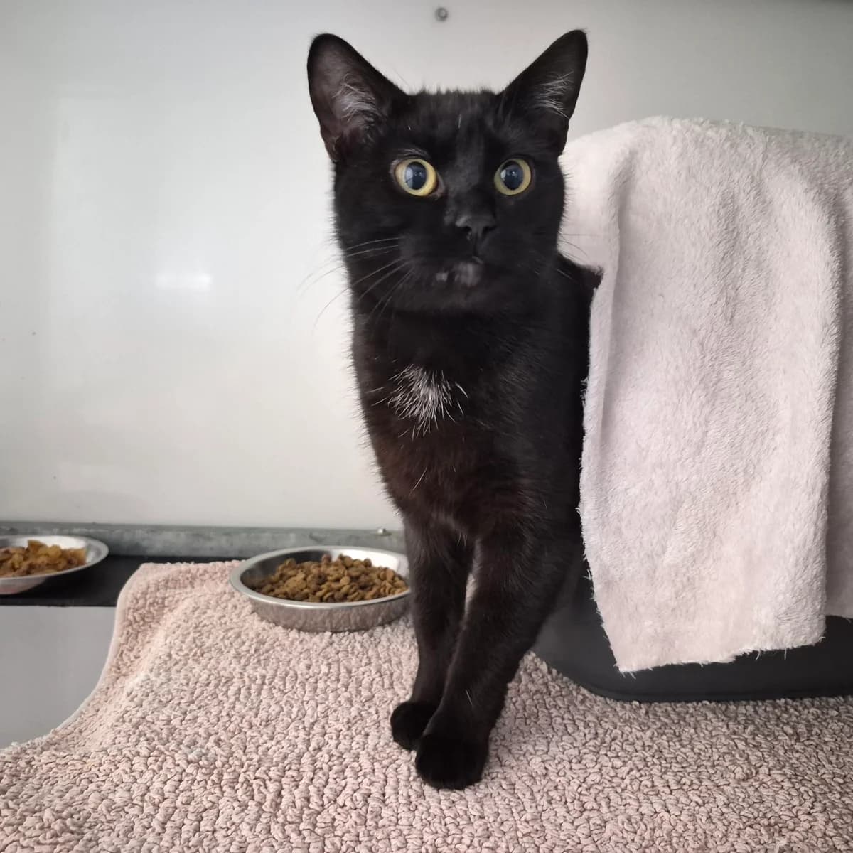 Sofia- 4 Year Old Female, Mixed Breed Cat (Rain Rescue)