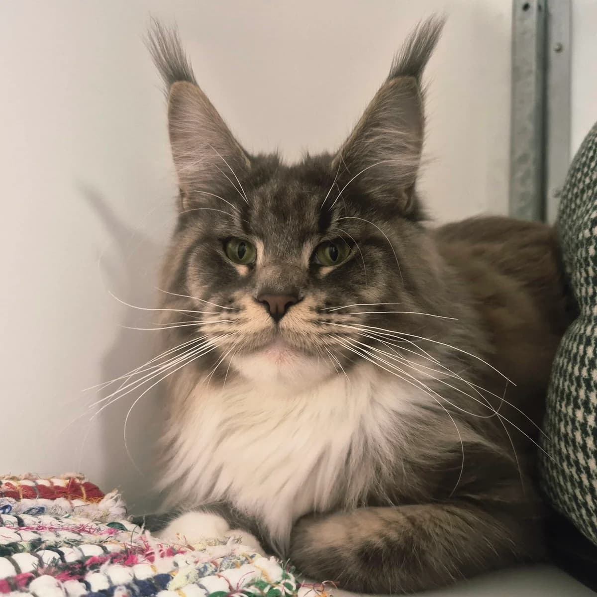 Saffron- 1 Year Old Female RESERVED, female Maine Coon for adoption at Rain Rescue