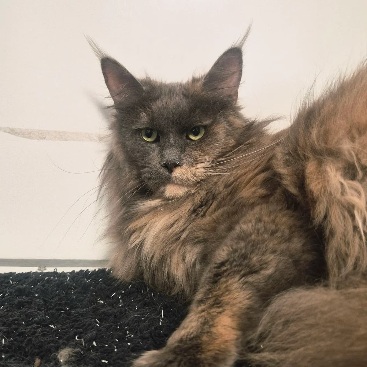 Smudge- 1 Year Old Female RESERVED, female Maine Coon for adoption at Rain Rescue