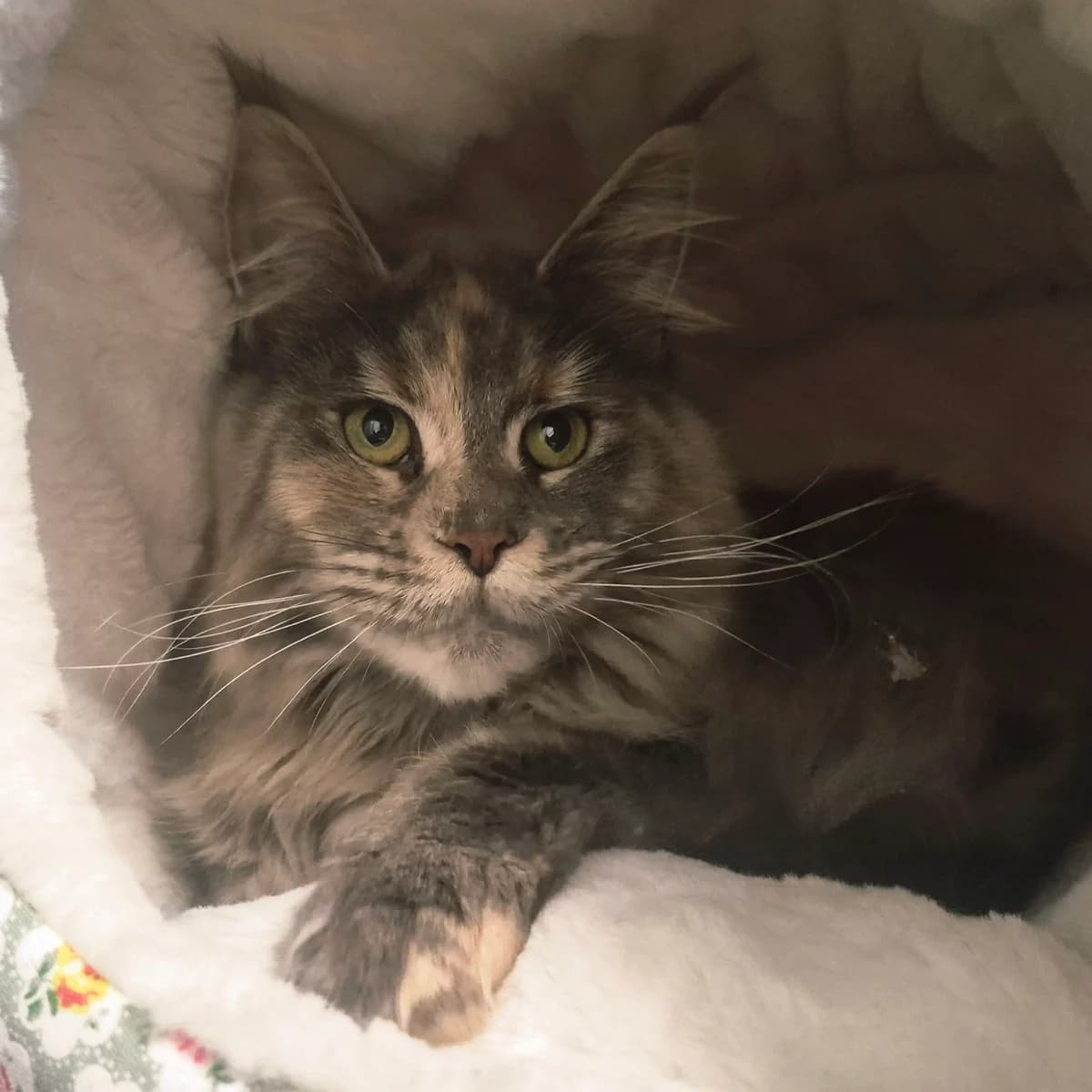 Tulip- 1 Year Old Female RESERVED, female Maine Coon for adoption at Rain Rescue