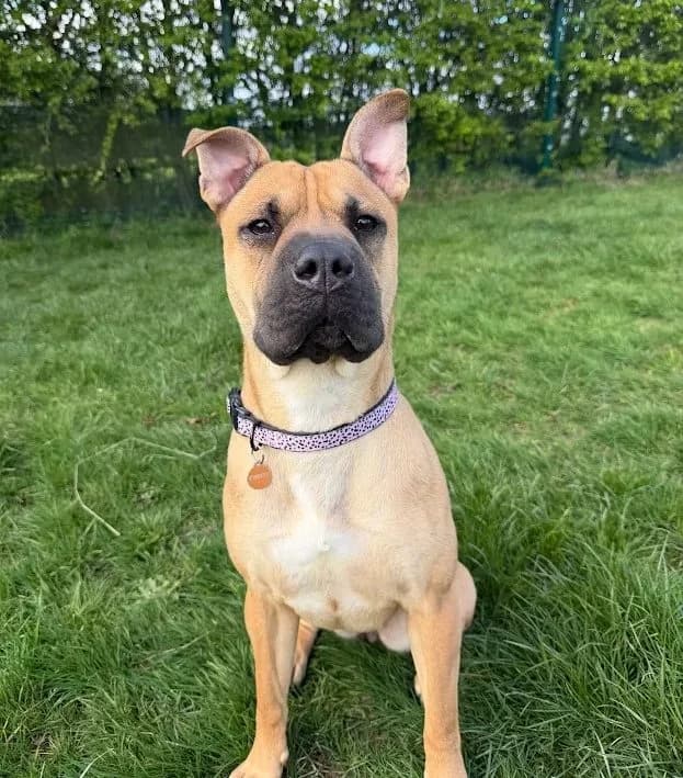 Trixie – 1 year old Female, female Shar Pei for adoption at Rain Rescue