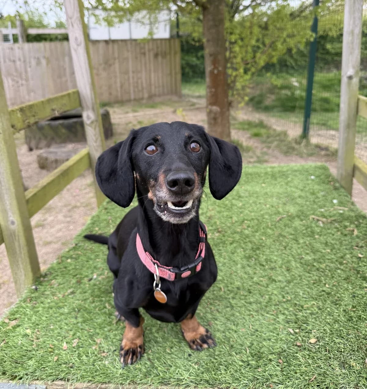 Olive – 9 year old Female, female puppy Dachshund for adoption at Rain Rescue