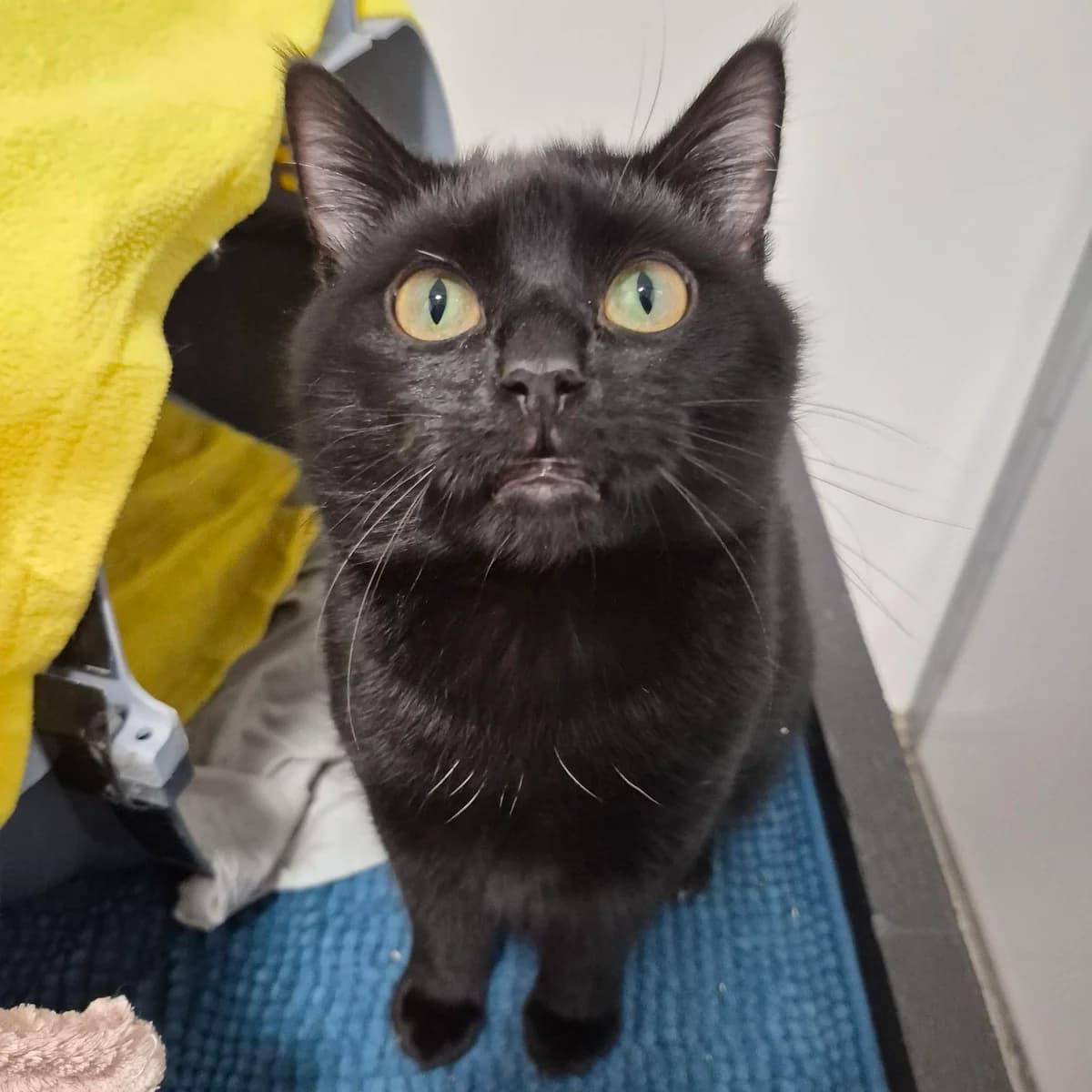 Kenneth- 10 Month Old Male RESERVED, male Mixed Breed Cat for adoption at Rain Rescue