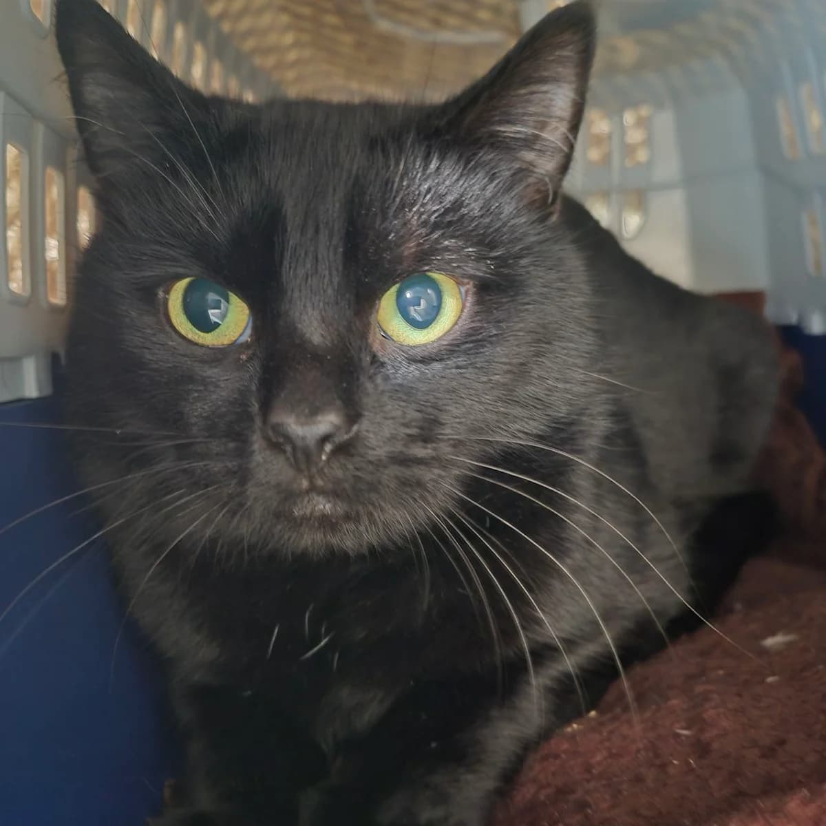 Karl- 10 Month Old Male- Outdoor Home Wanted, male Mixed Breed Cat for adoption at Rain Rescue