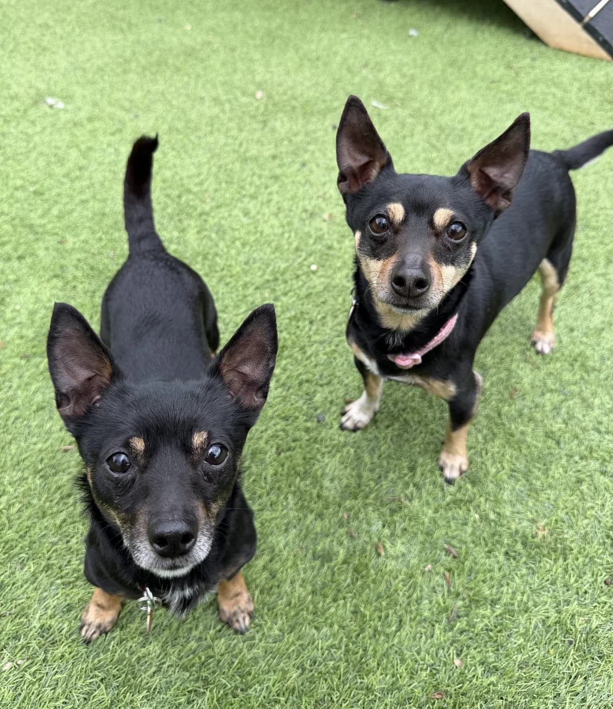Jessie + Jay – 7 year old Females, female Chihuahua for adoption at Rain Rescue
