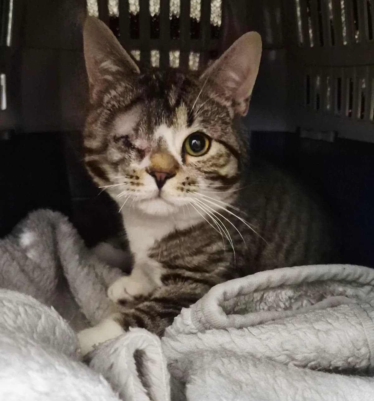 Eric- 9 Month Old Male, male Mixed Breed Cat for adoption at Rain Rescue