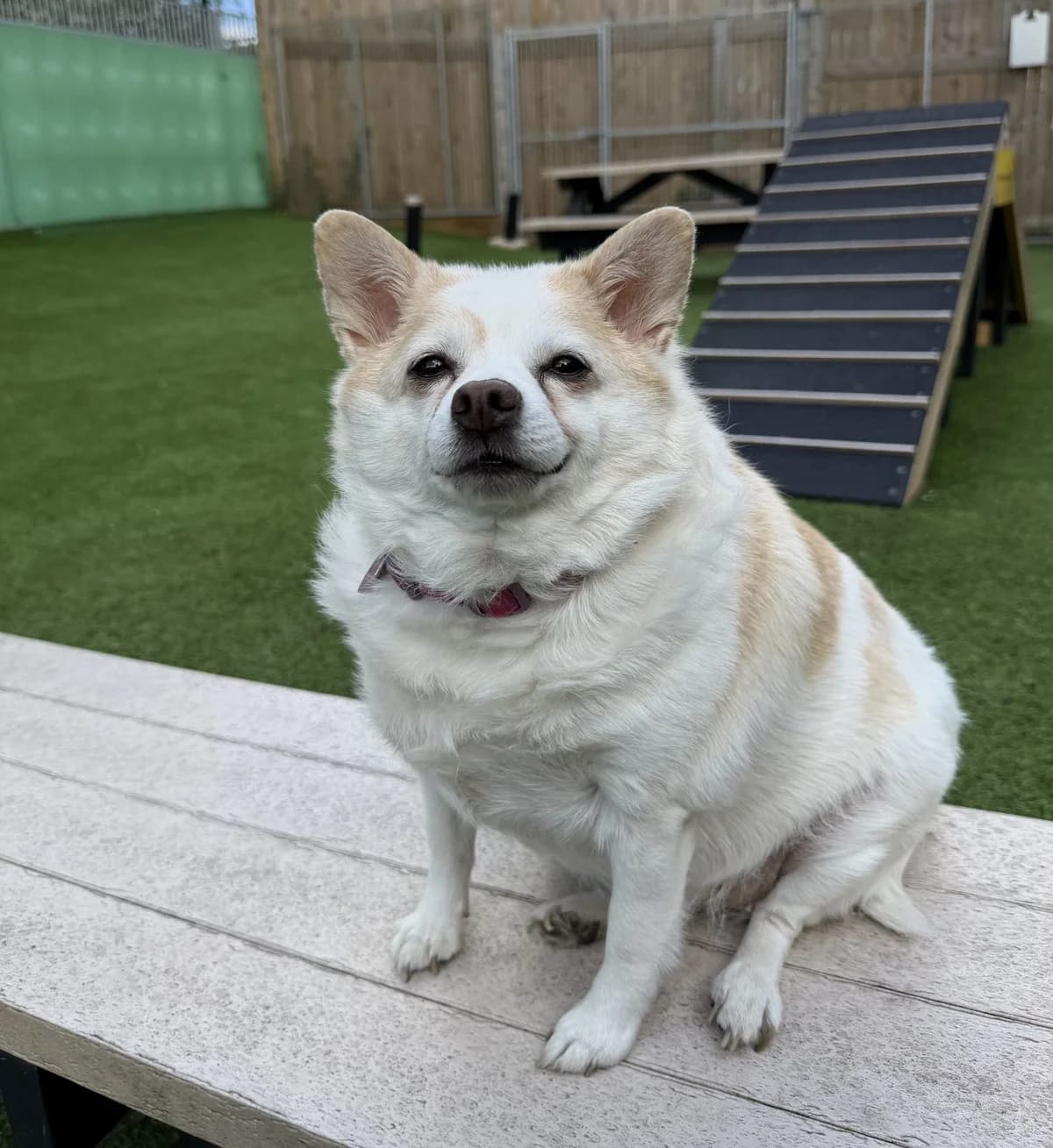 Ruby – 8 year old Female, female senior Pomeranian for adoption at Rain Rescue