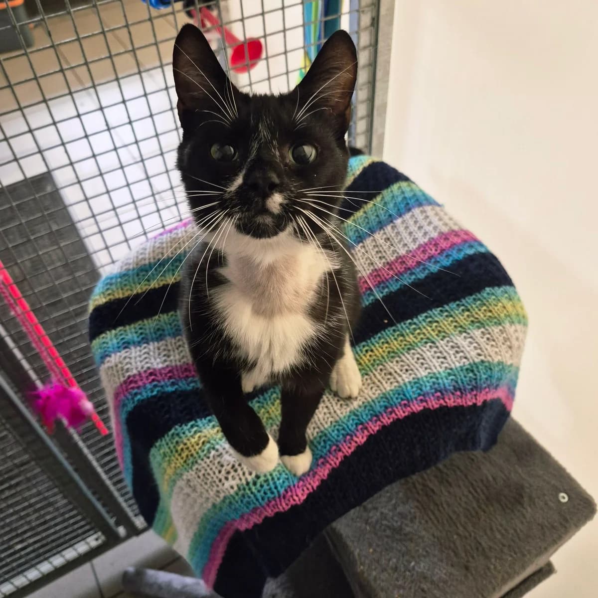 Violet- 5 Year Old Female, female puppy Mixed Breed Cat for adoption at Rain Rescue