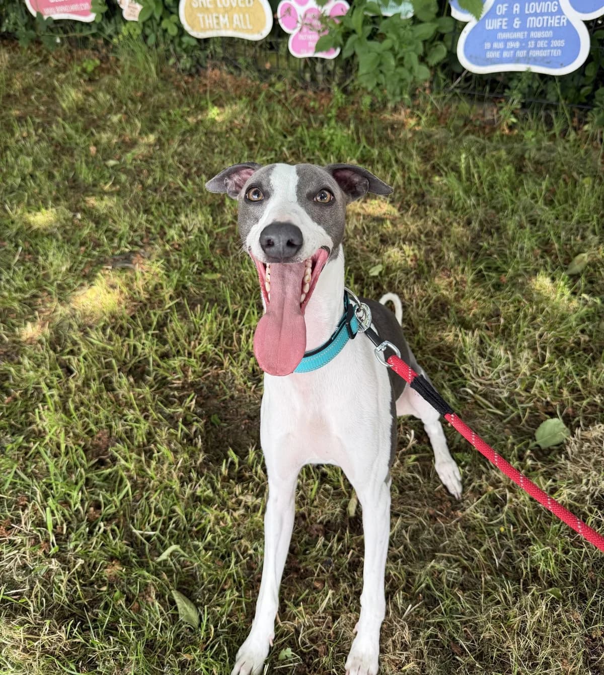Paddy – 1 year old Male, male young Whippet for adoption at Rain Rescue