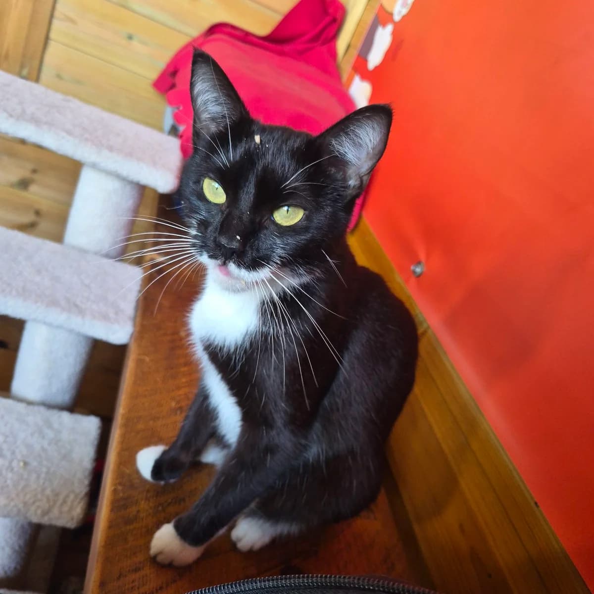 Dabber- 1 Year Old Female, female Mixed Breed Cat for adoption at Rain Rescue