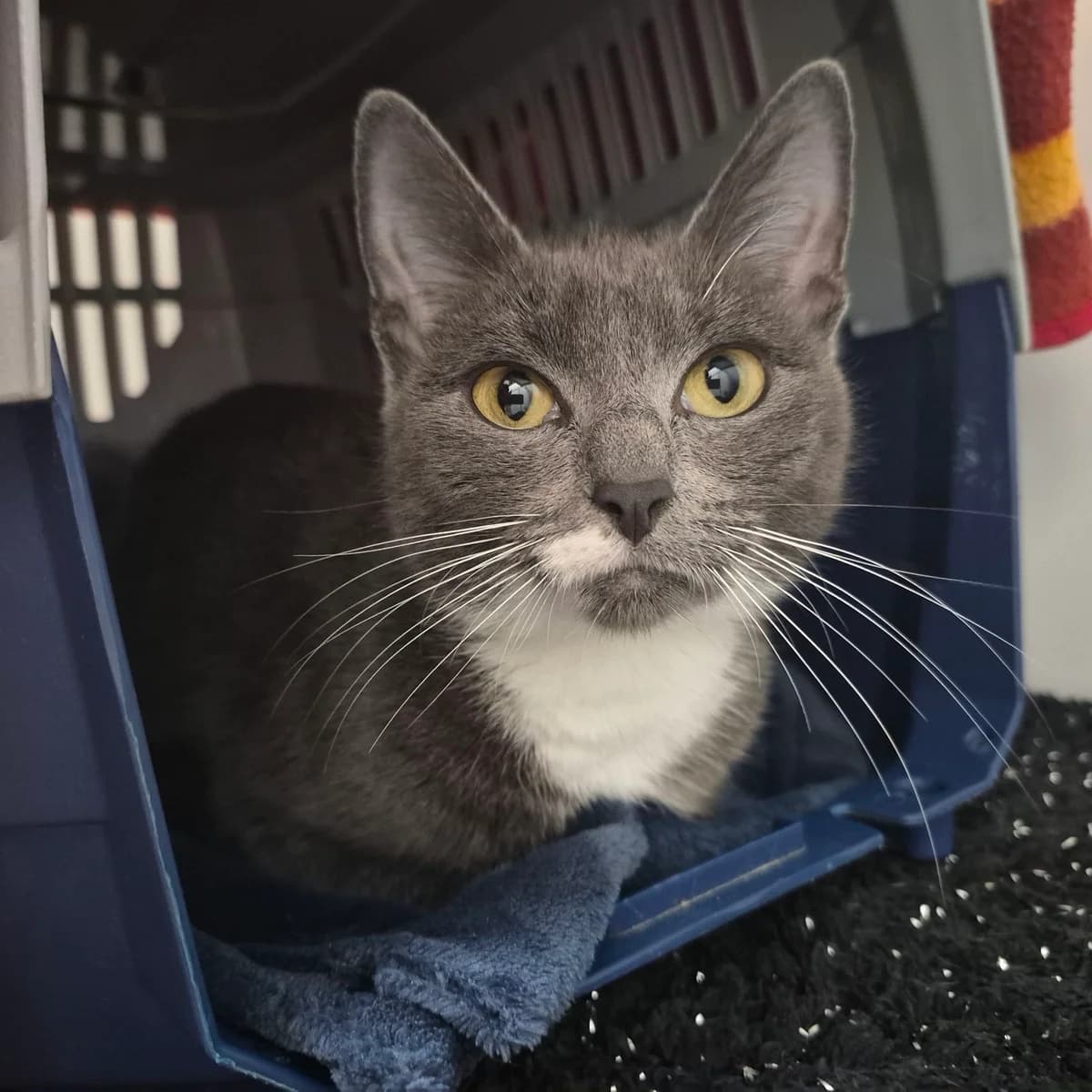 Dory- 1 Year Old Female, female Mixed Breed Cat for adoption at Rain Rescue