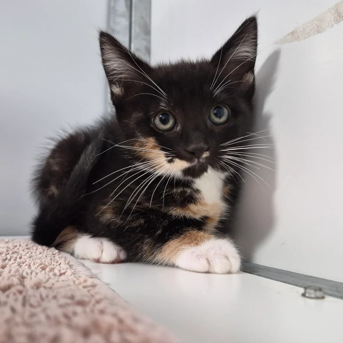 Bingo- 9 Week Old Female, female Mixed Breed Cat for adoption at Rain Rescue