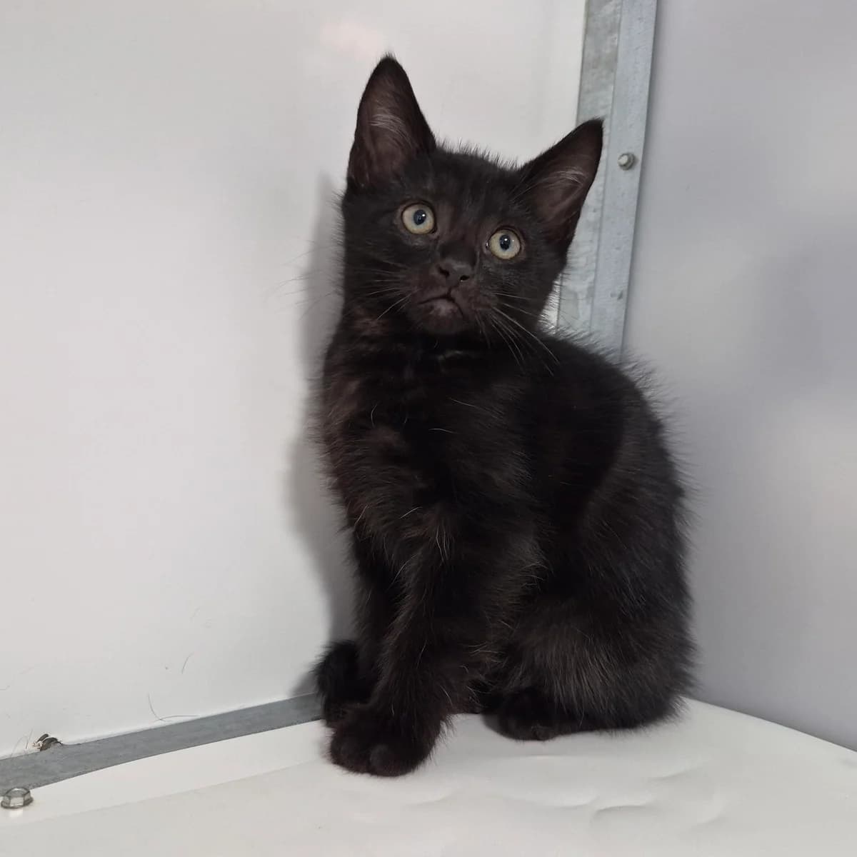 Jackpot- 9 Week Old Male, male Mixed Breed Cat for adoption at Rain Rescue