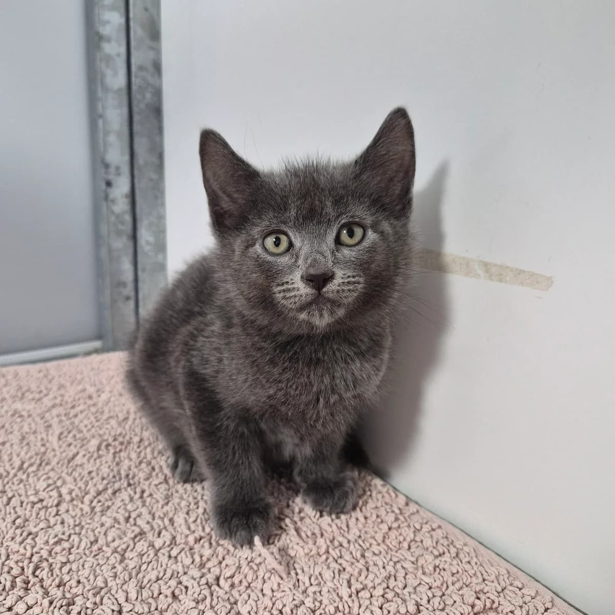 Nemo- 9 Week Old Male, male Mixed Breed Cat for adoption at Rain Rescue