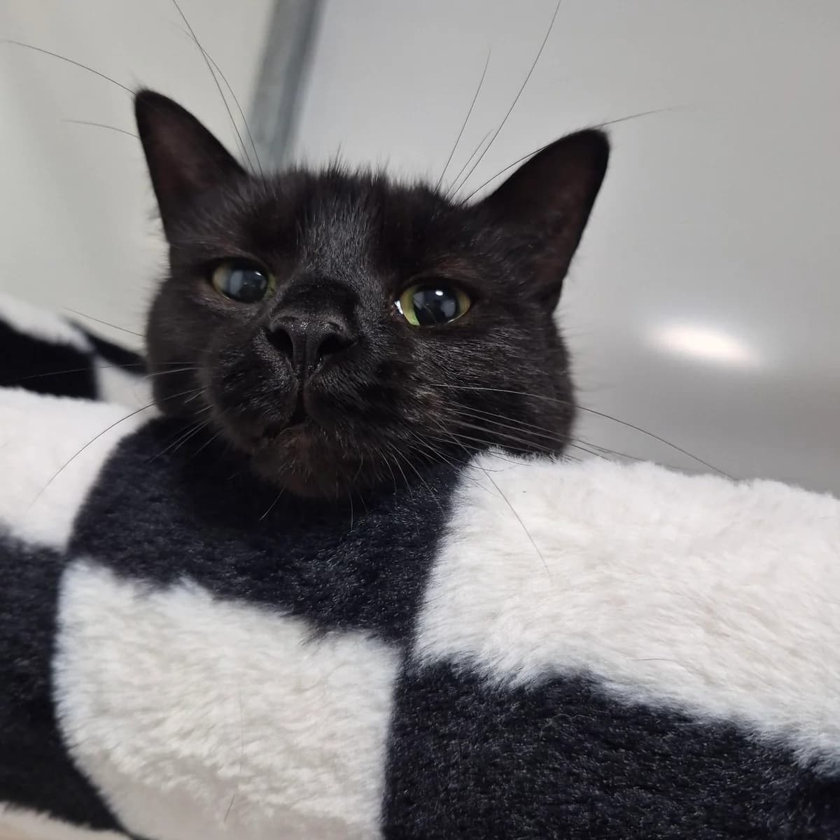 Pepper-2 Year Old Female, female Mixed Breed Cat for adoption at Rain Rescue