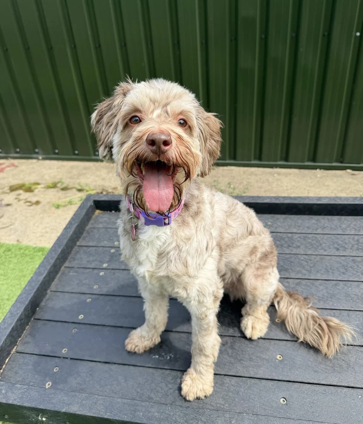 Bailey – 4 year old Female (AVAILABLE SOON), female 4yo Cockapoo for adoption at Rain Rescue