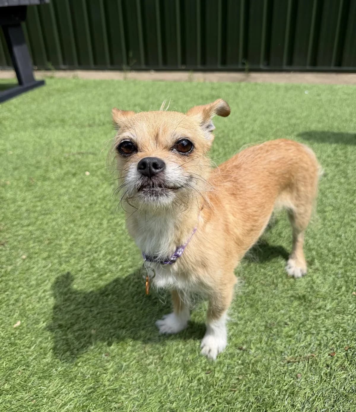 Holly – 7 year old Female (AVAILABLE SOON), female 7yo Chihuahua for adoption at Rain Rescue