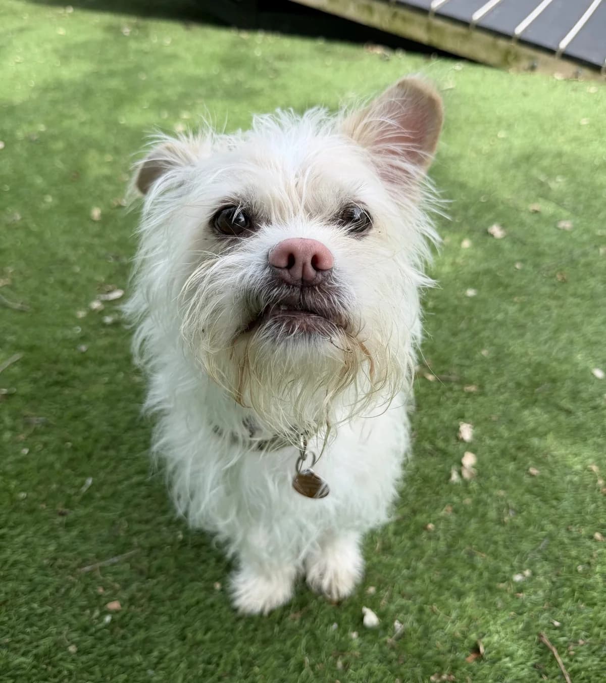 Uki – 6 year old Male (AVAILABLE SOON), male 6yo Chihuahua for adoption at Rain Rescue