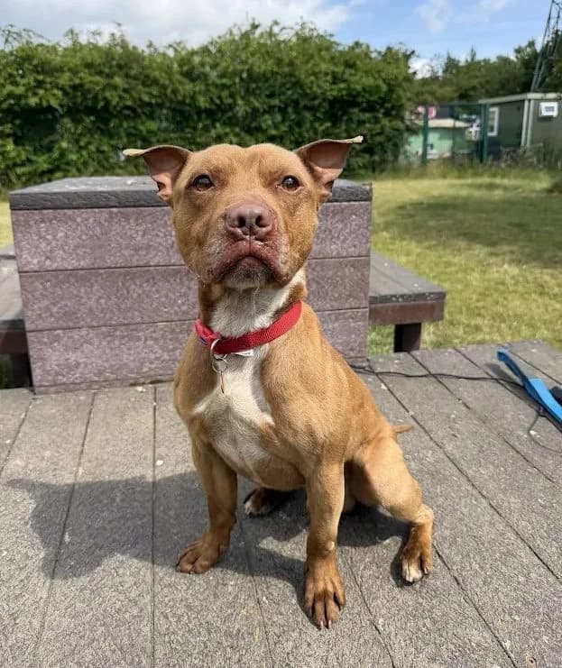 Kai – 3 year old Male (AVAILABLE SOON), male Staffordshire Bull Terrier for adoption at Rain Rescue