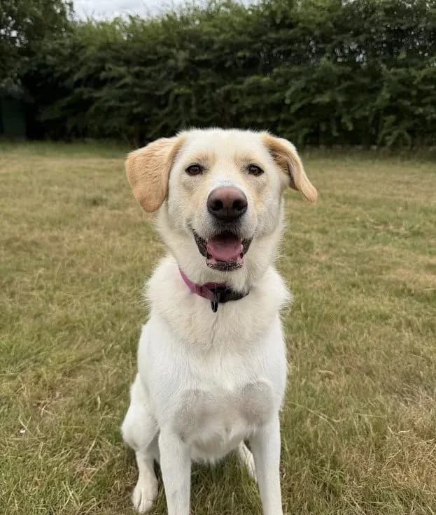 Clara – 3 year old Female, female mixed breed for adoption at Rain Rescue