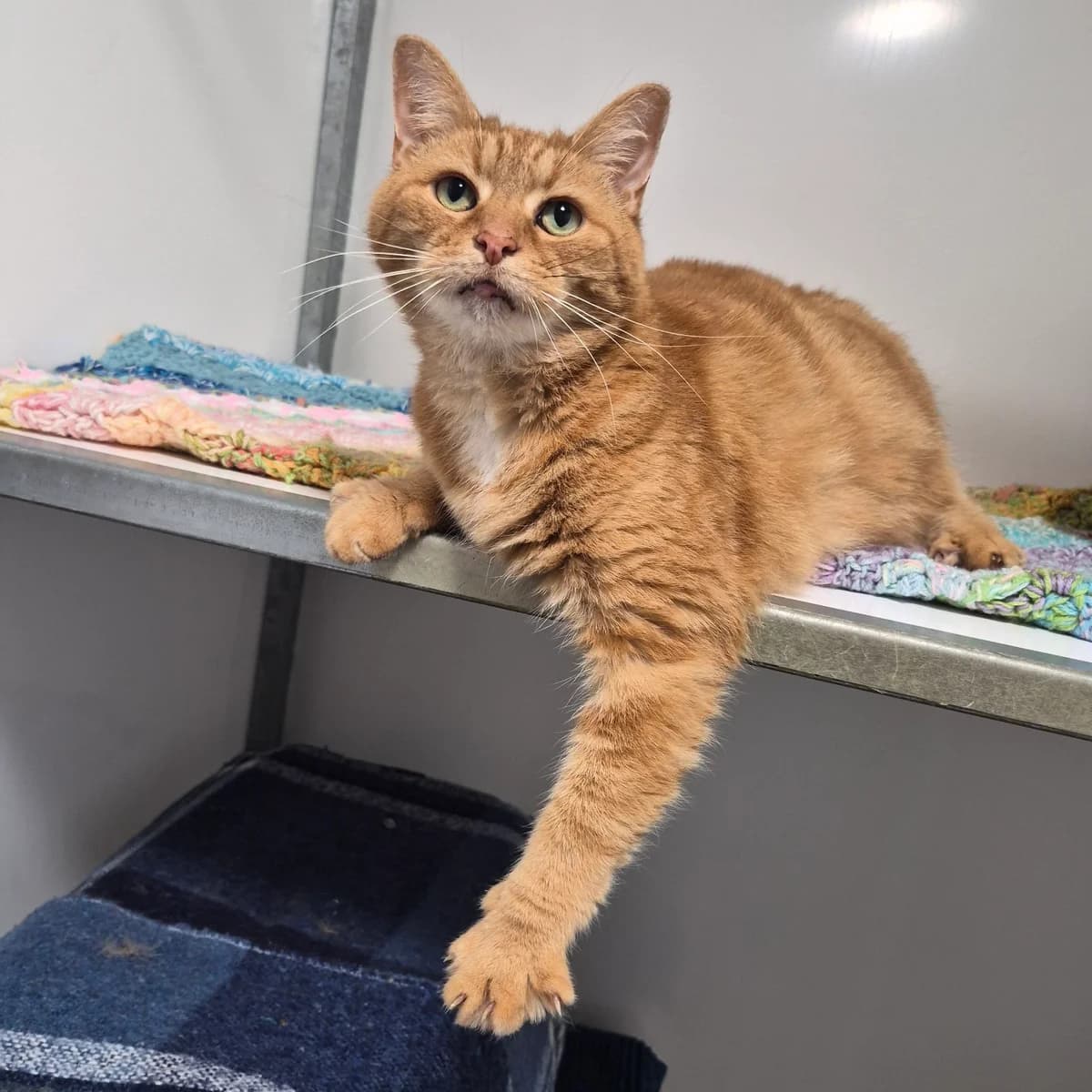 Wotsit- 10 Year Old Male, male Mixed Breed Cat for adoption at Rain Rescue