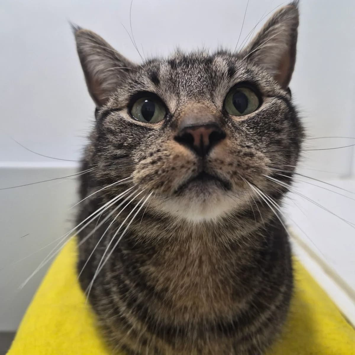 Peco- 4 Year Old Male, male Mixed Breed Cat for adoption at Rain Rescue