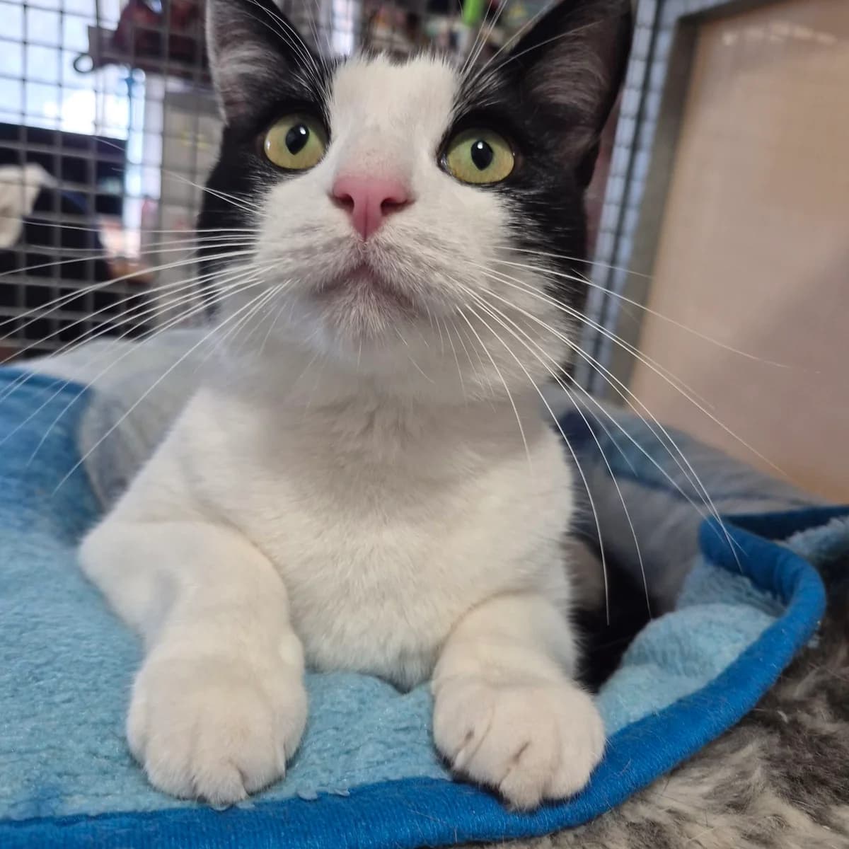 Pickles- 5 Year Old Male, male Mixed Breed Cat for adoption at Rain Rescue