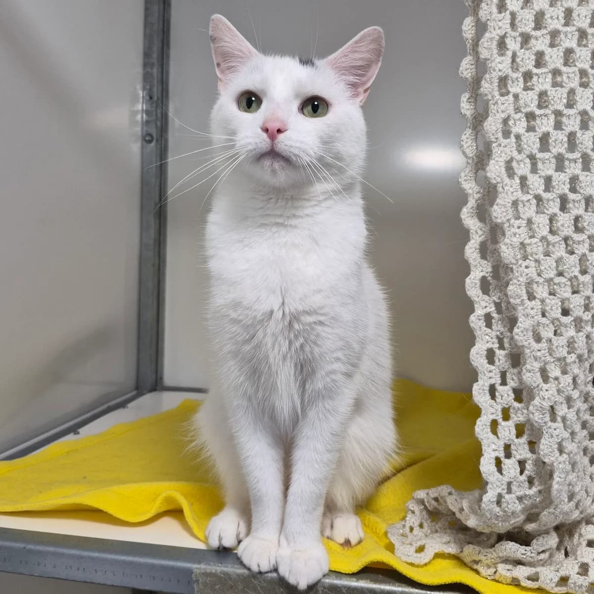 Clive- 3 Year Old Male, male Mixed Breed Cat for adoption at Rain Rescue