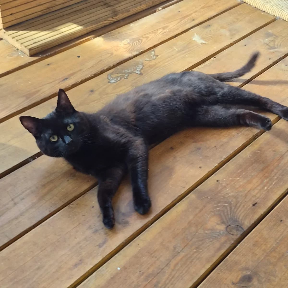 Casper- 7 Month Old Male, male puppy Mixed Breed Cat for adoption at Rain Rescue