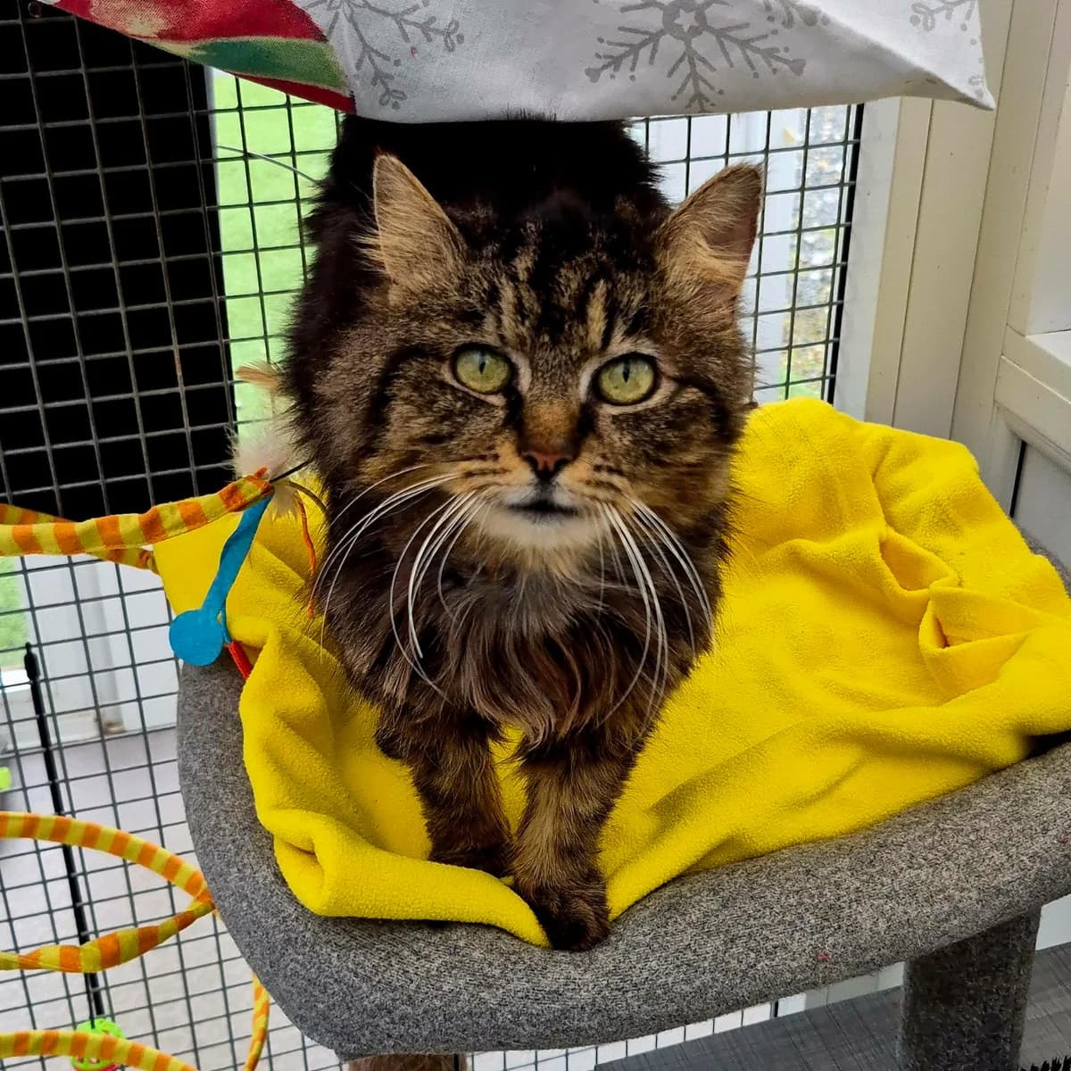 Cali- 16 Year Old Female, female senior Mixed Breed Cat for adoption at Rain Rescue