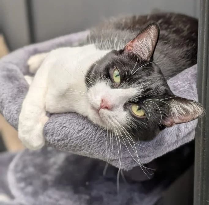 Renee- 7 Year Old Female, female senior Mixed Breed Cat for adoption at Rain Rescue