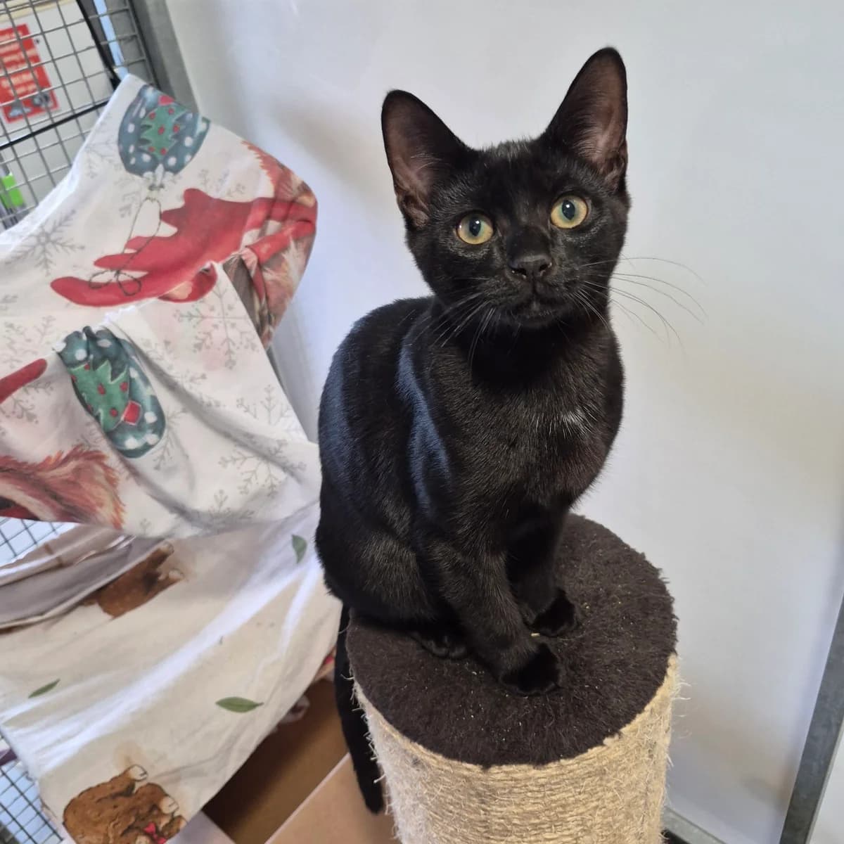Ripple- 4 Month Old Male, male Mixed Breed Cat for adoption at Rain Rescue